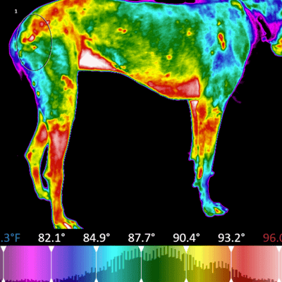 Great Dane Thermal Image